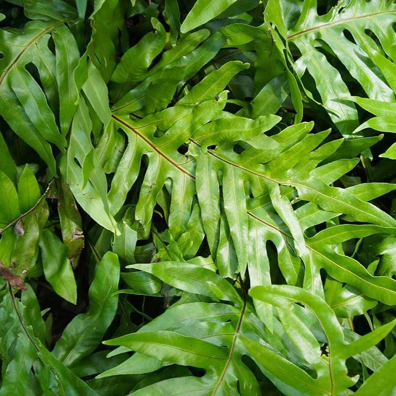 Fern, Phymatosorus, Assorted - View 7 from www redcrocus com