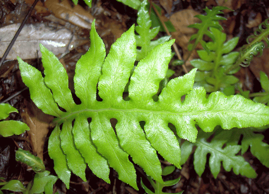 Fern, Phymatosorus, Assorted - View 9 from www redcrocus com