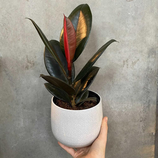 Ficus Elastica 'robusta' - View 11 from www redcrocus com
