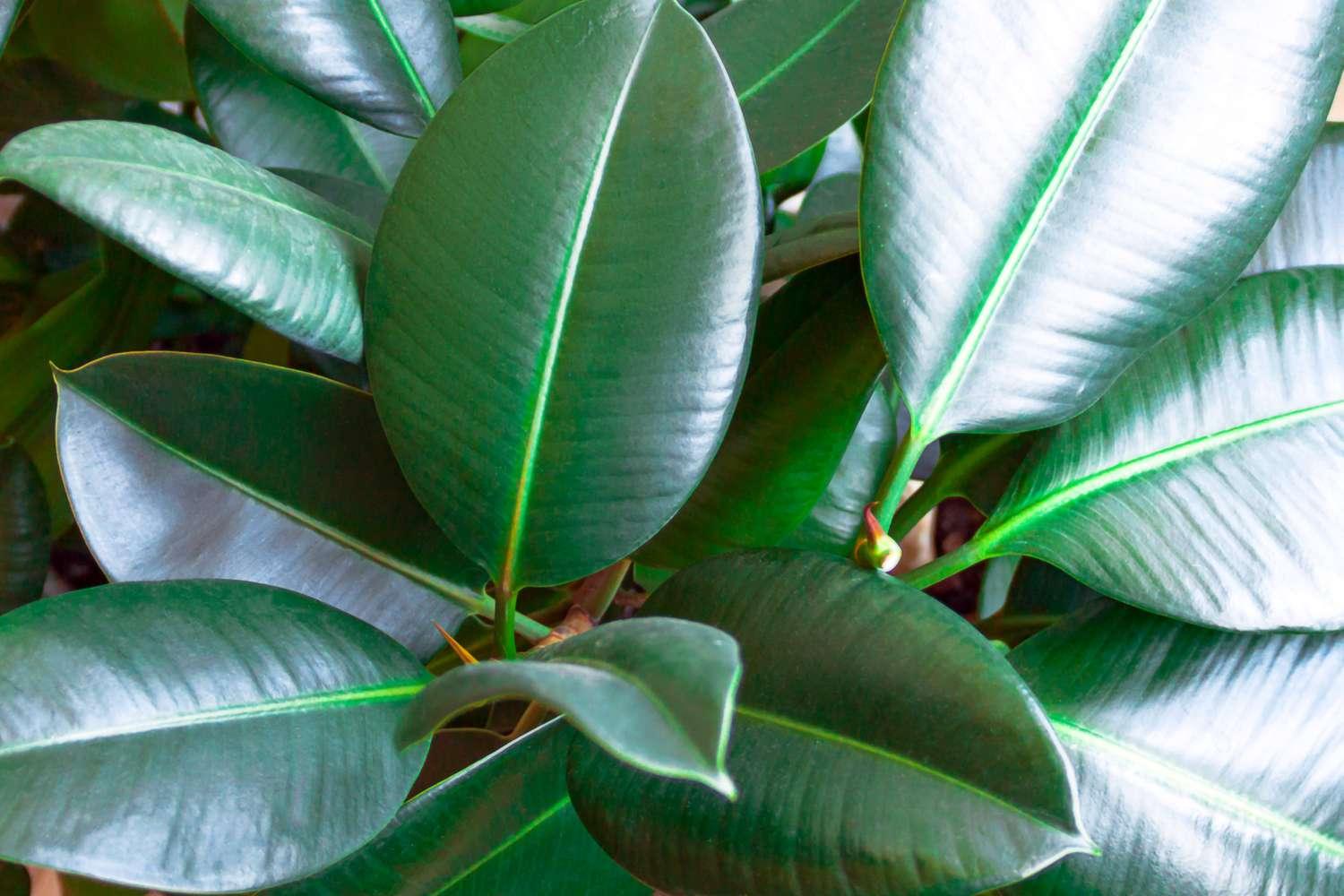 Ficus Elastica 'robusta' - View 30 from www redcrocus com
