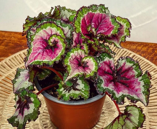 Rex Begonia Assorted - View 1 from www redcrocus com