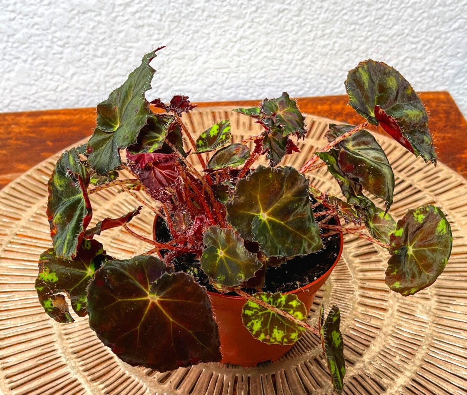 Rex Begonia Assorted - View 9 from www redcrocus com