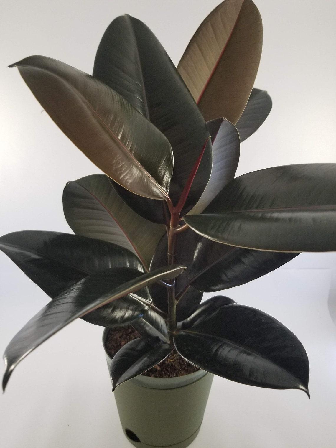 Ficus Elastica Burgundy - View 10 from www redcrocus com