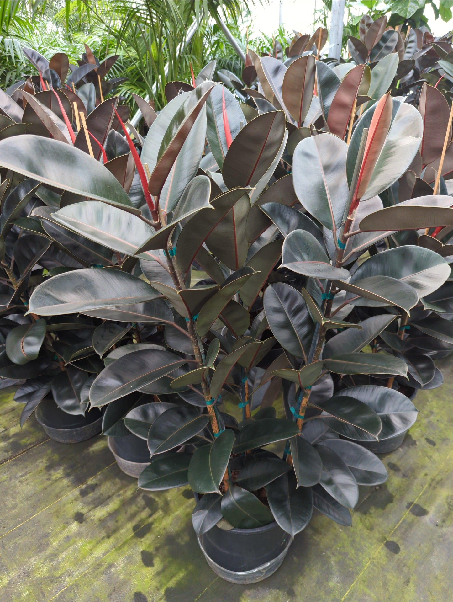 Ficus Elastica Burgundy - View 12 from www redcrocus com