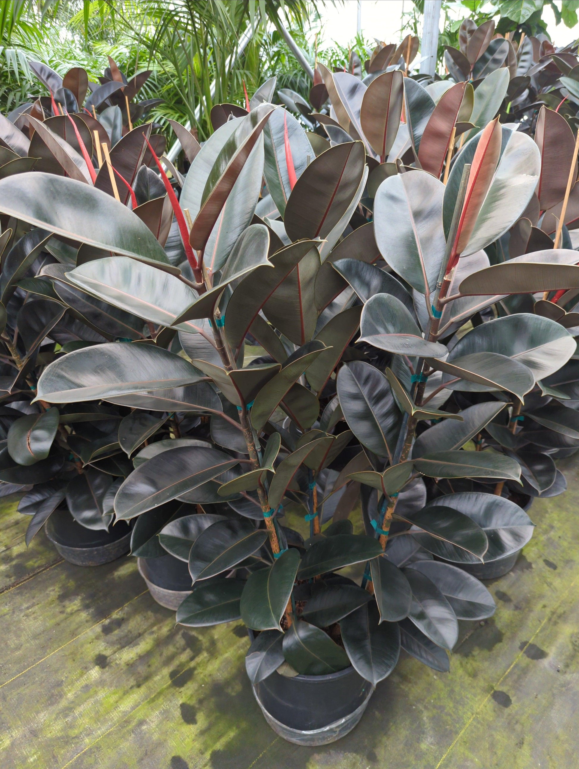 Ficus Elastica Burgundy - View 12 from www redcrocus com