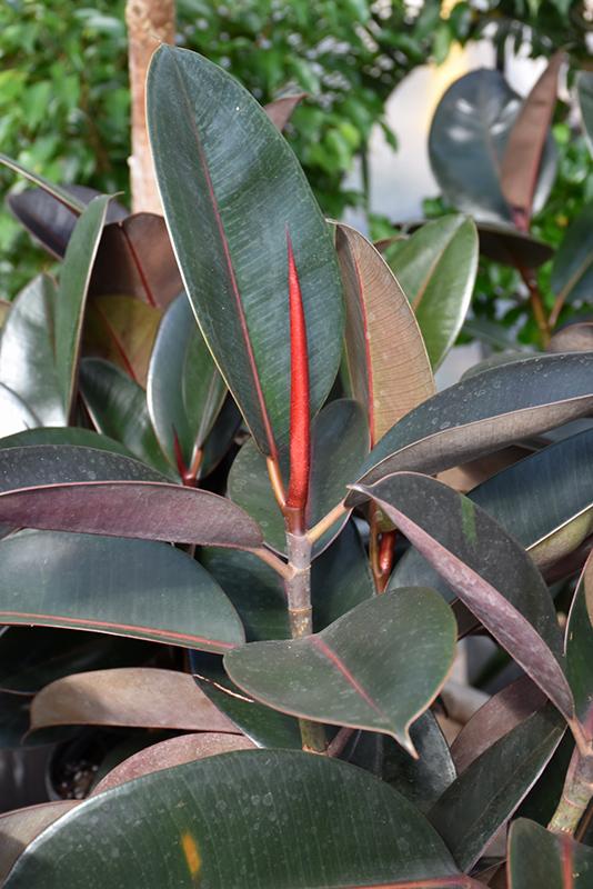 Ficus Elastica Burgundy - View 13 from www redcrocus com