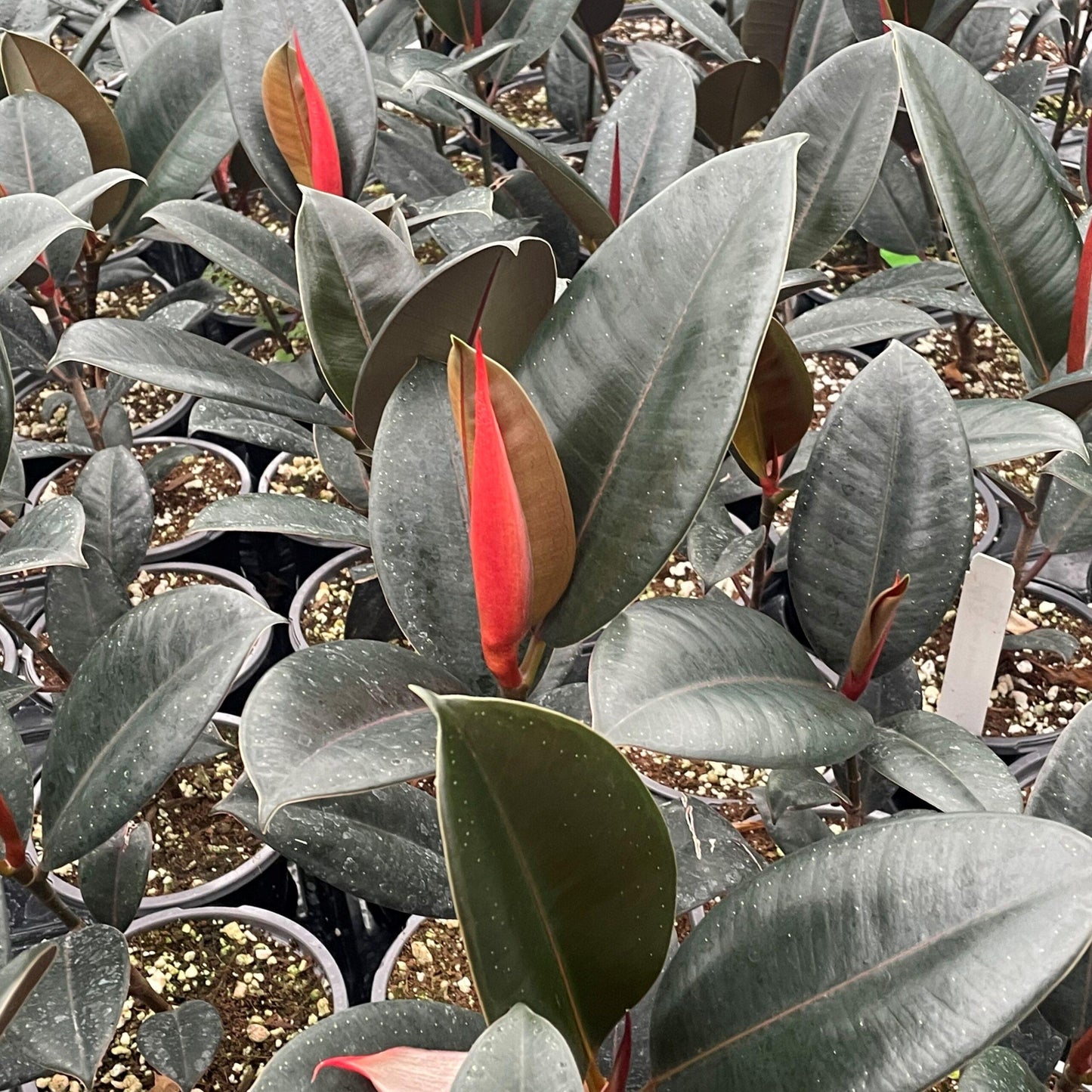 Ficus Elastica Burgundy - View 15 from www redcrocus com