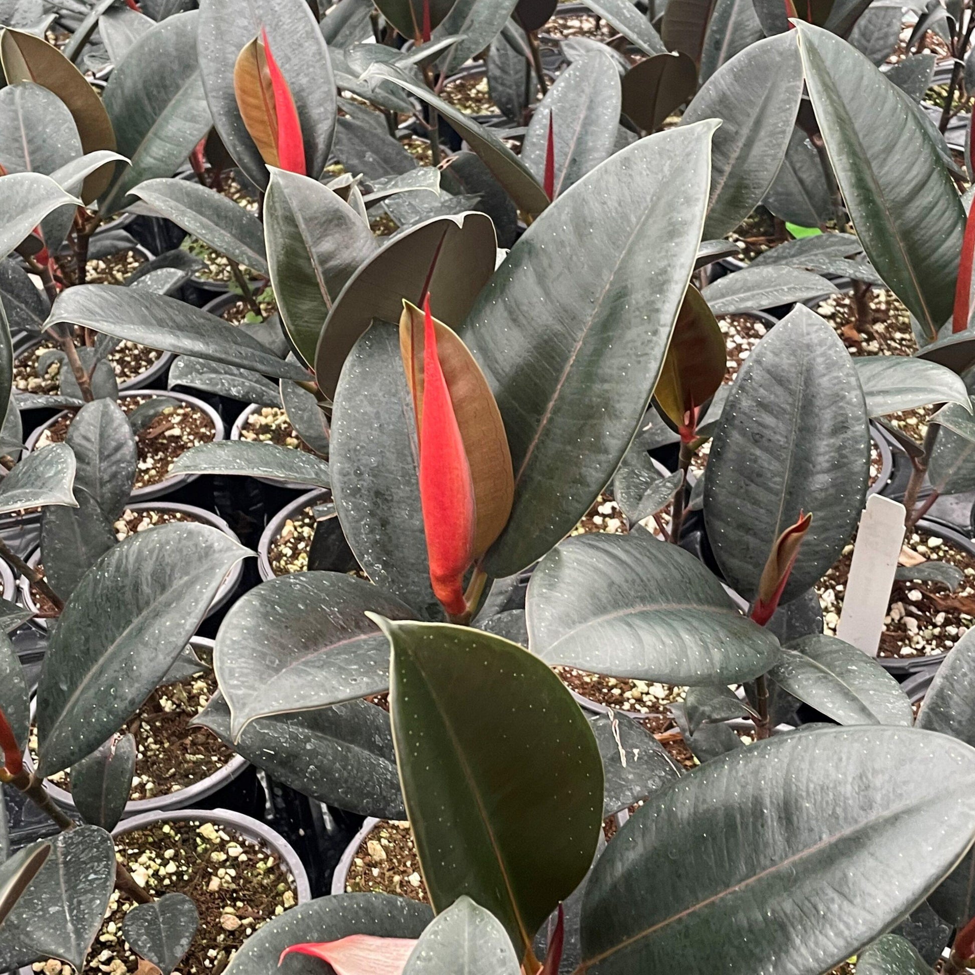 Ficus Elastica Burgundy - View 15 from www redcrocus com