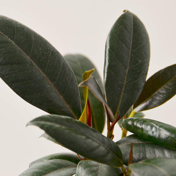 Ficus Elastica Burgundy - View 19 from www redcrocus com