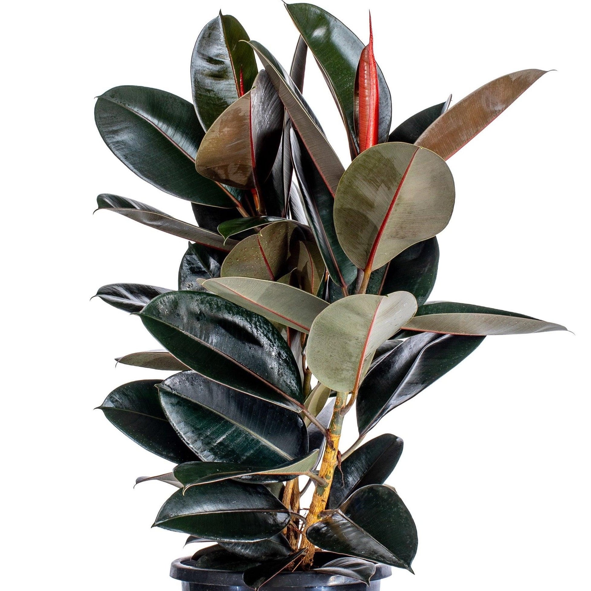 Ficus Elastica Burgundy - View 1 from www redcrocus com