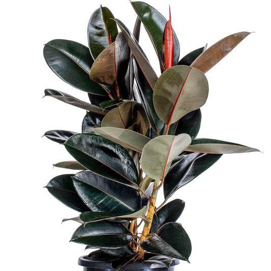 Ficus Elastica Burgundy - View 1 from www redcrocus com
