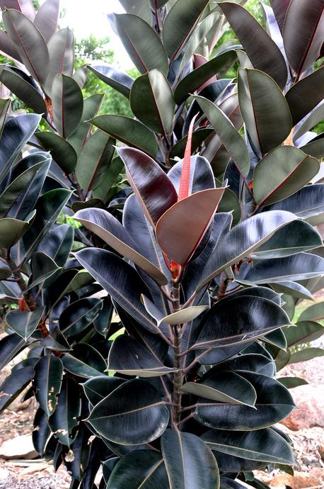 Ficus Elastica Burgundy - View 2 from www redcrocus com