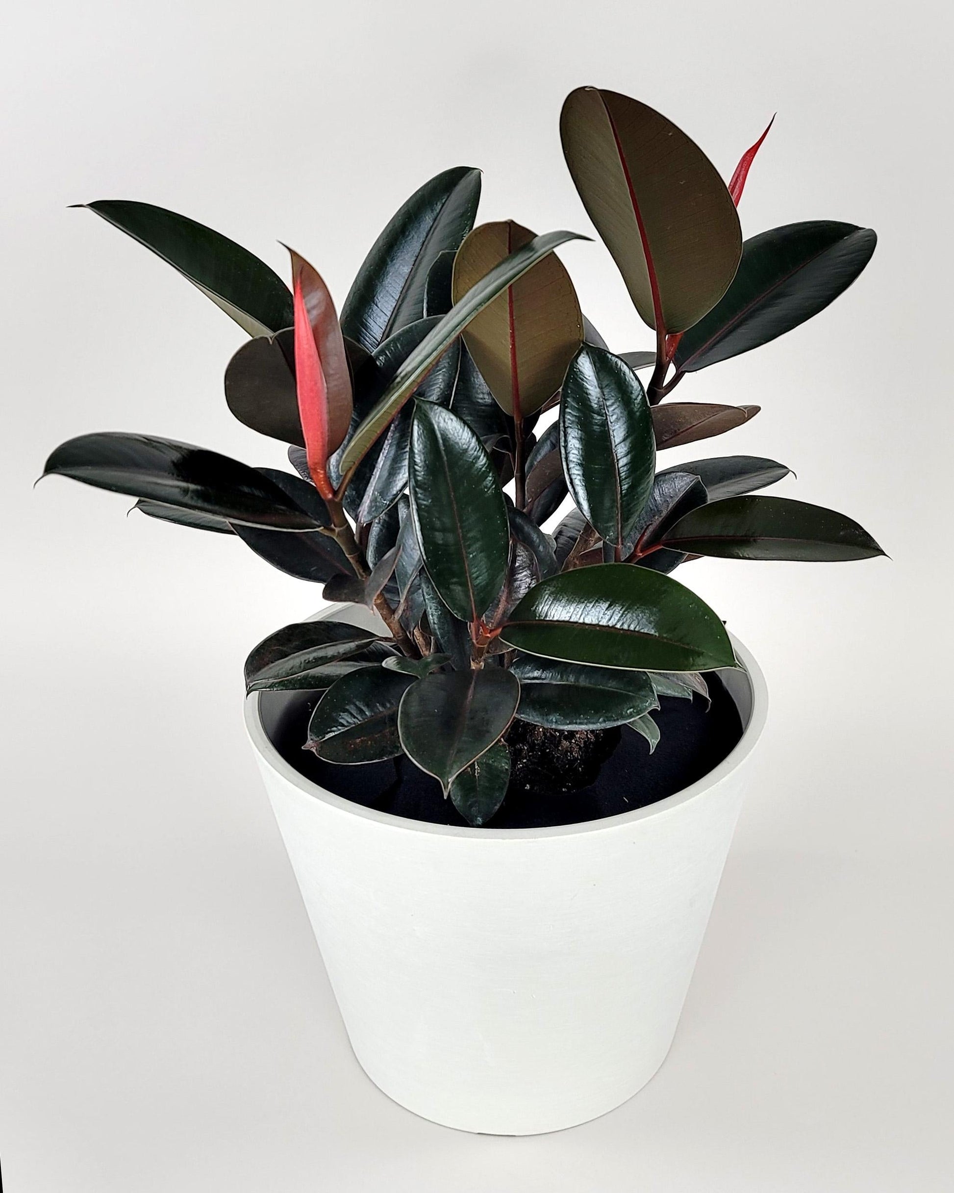 Ficus Elastica Burgundy - View 8 from www redcrocus com