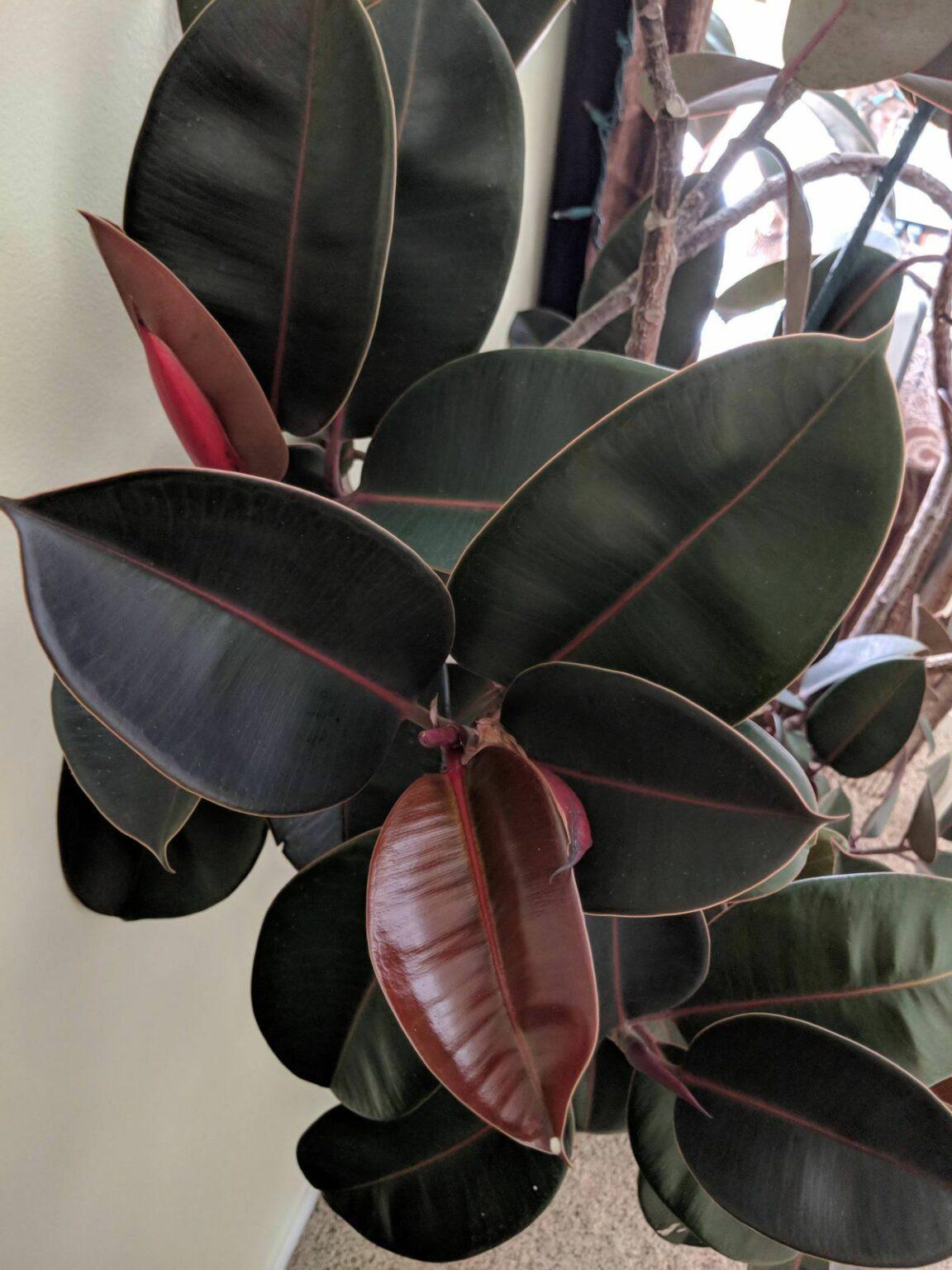 Ficus Elastica Burgundy - View 9 from www redcrocus com