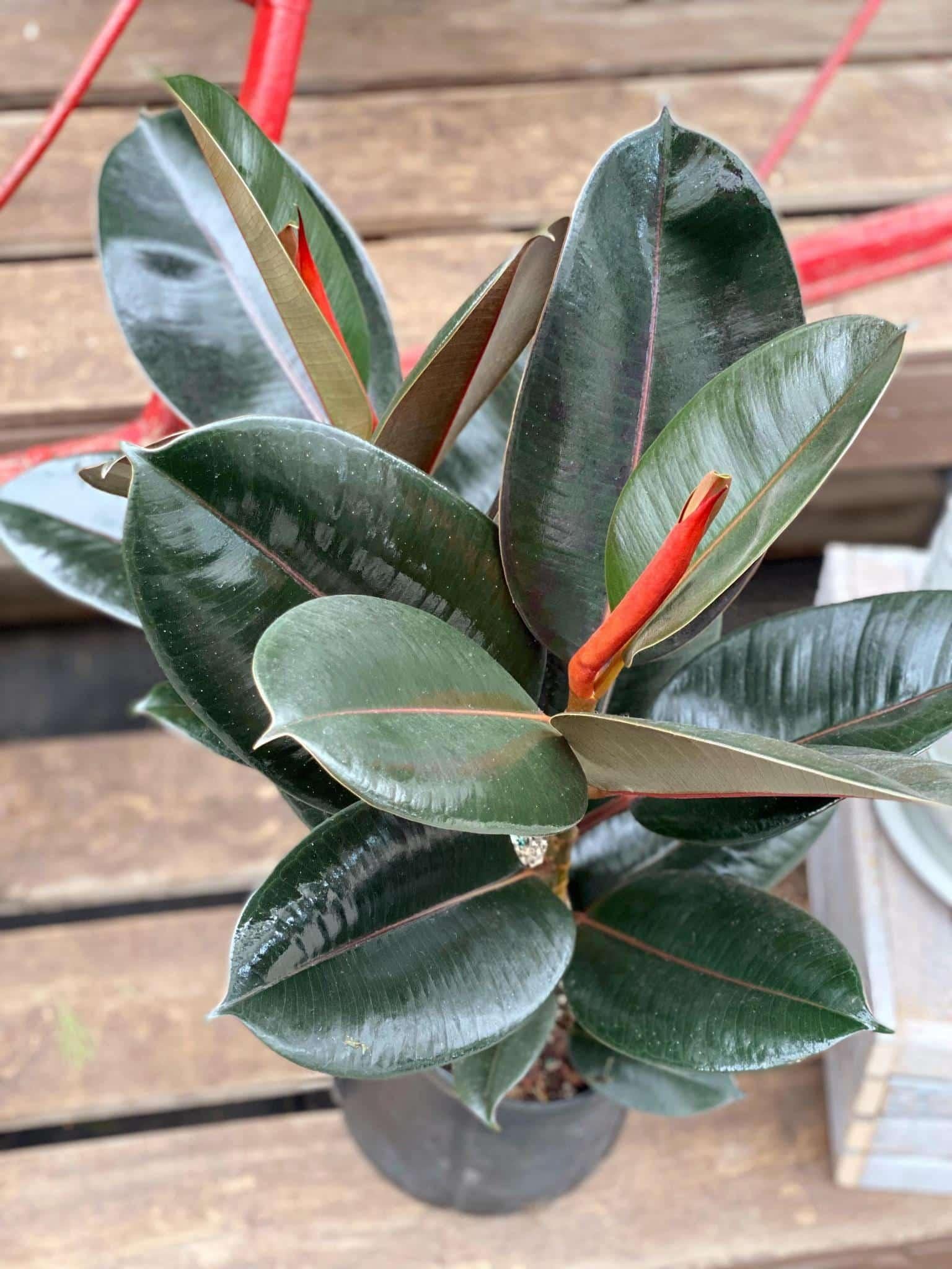 Ficus Elastica 'burgundy' - View 13 from www redcrocus com