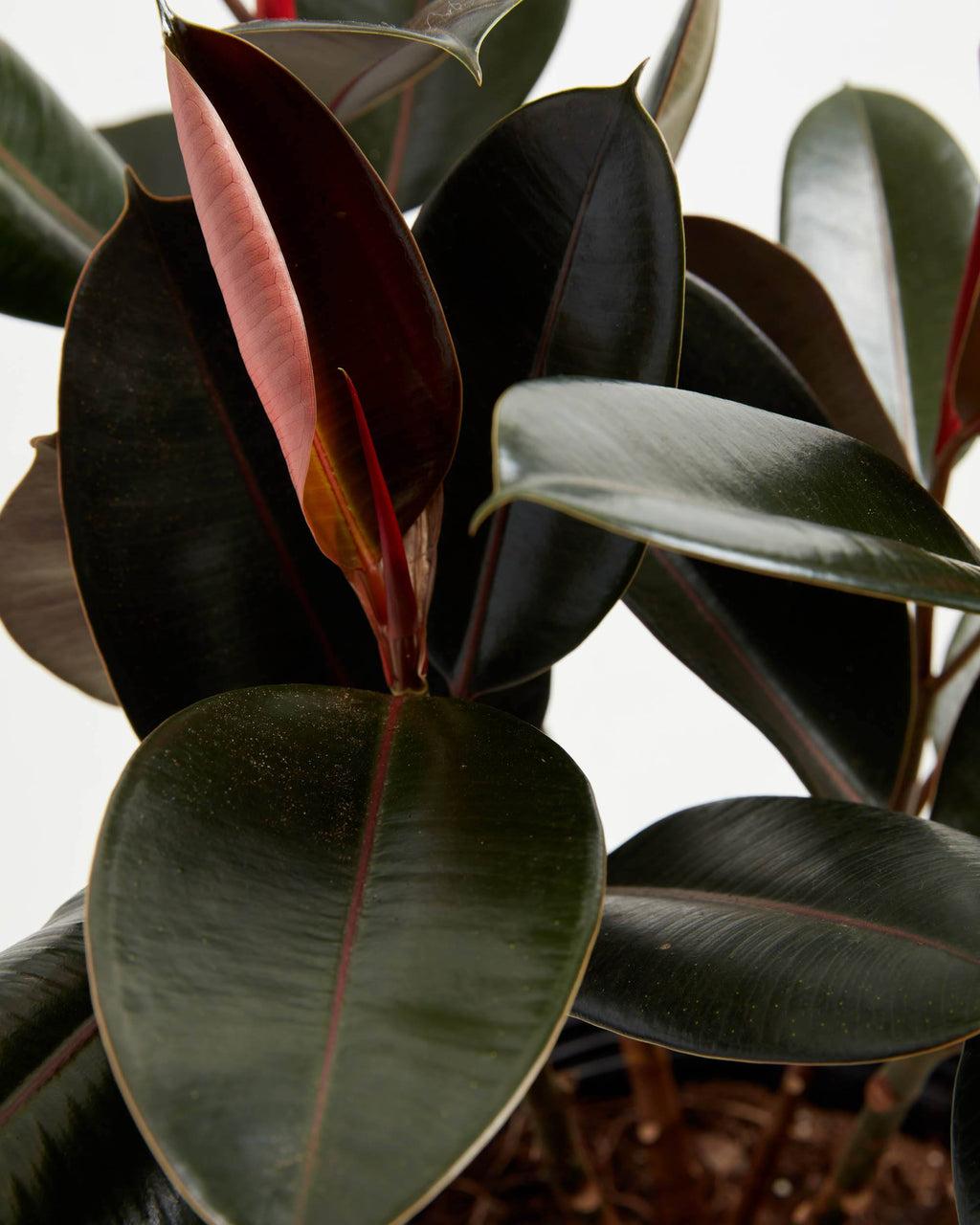 Ficus Elastica 'burgundy' - View 14 from www redcrocus com