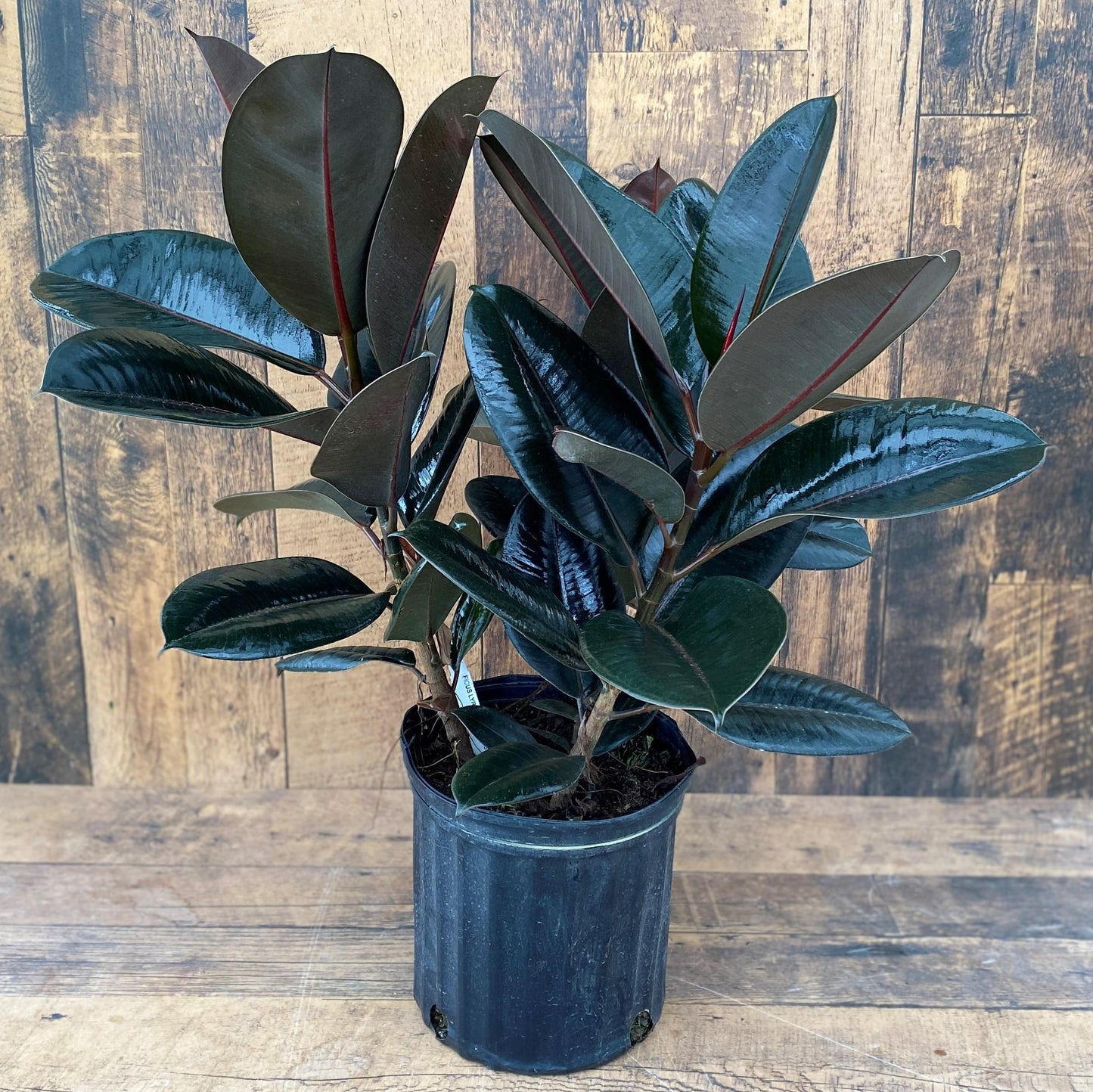 Ficus Elastica 'burgundy' - View 16 from www redcrocus com