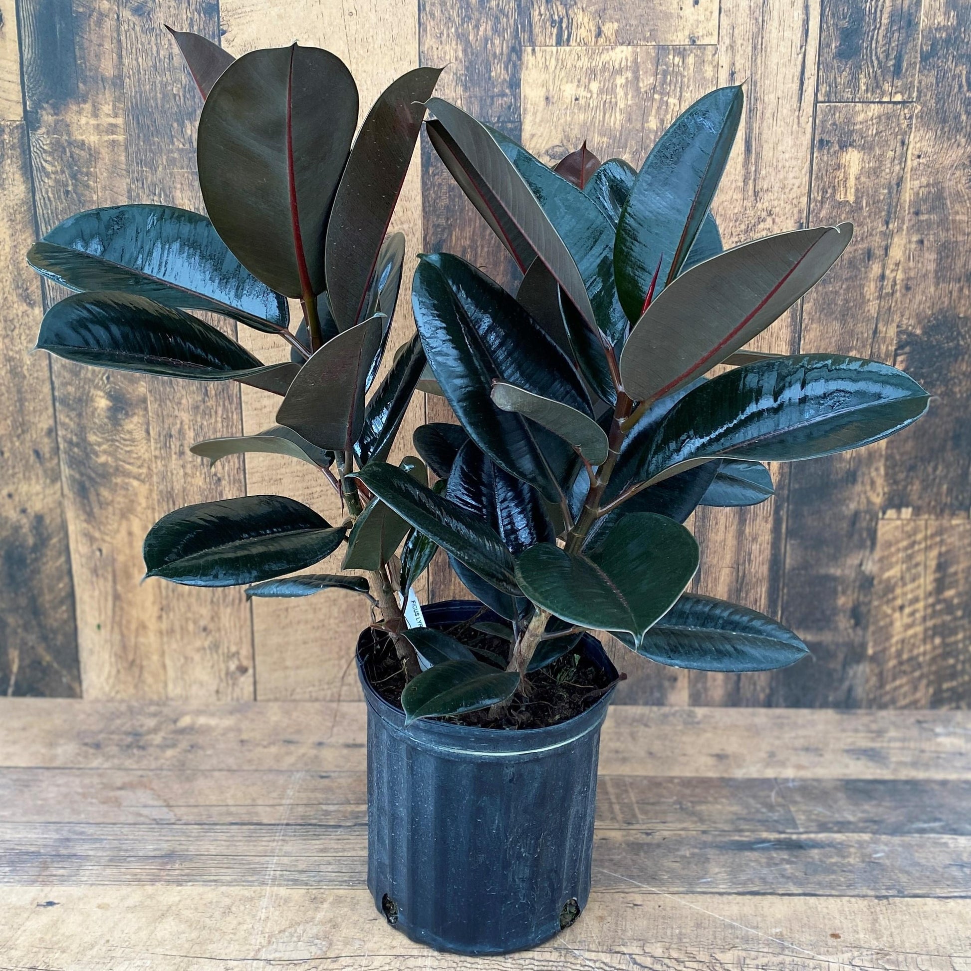 Ficus Elastica 'burgundy' - View 16 from www redcrocus com