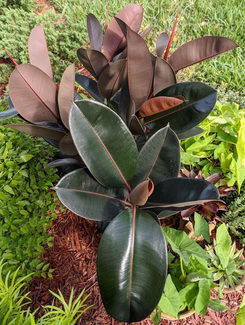 Ficus Elastica 'burgundy' - View 19 from www redcrocus com