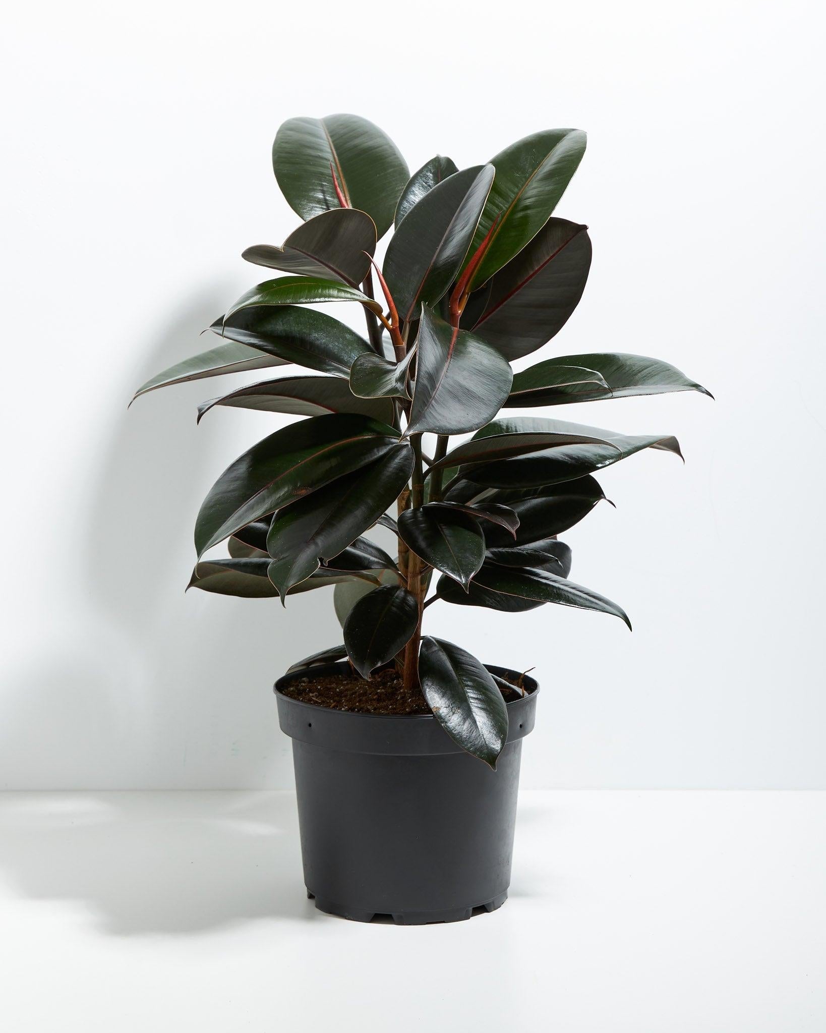 Ficus Elastica 'burgundy' - View 2 from www redcrocus com
