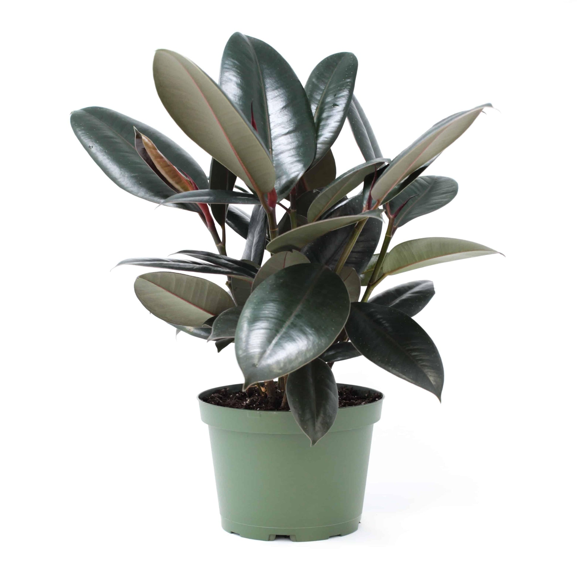 Ficus Elastica 'burgundy' - View 3 from www redcrocus com