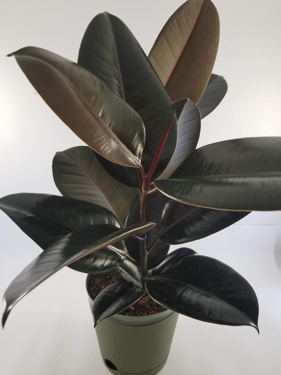 Ficus Elastica 'burgundy' - View 4 from www redcrocus com