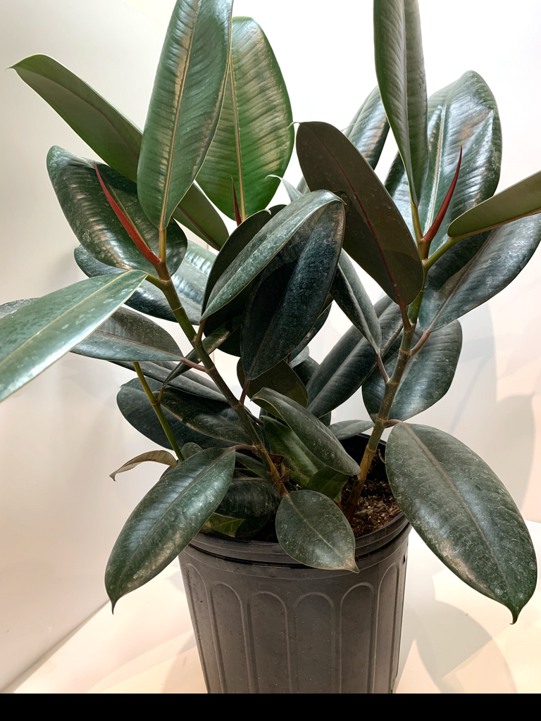 Ficus Elastica 'burgundy' - View 6 from www redcrocus com