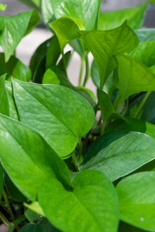 Pothos Epipemnum Aureum Jade - View 10 from www redcrocus com