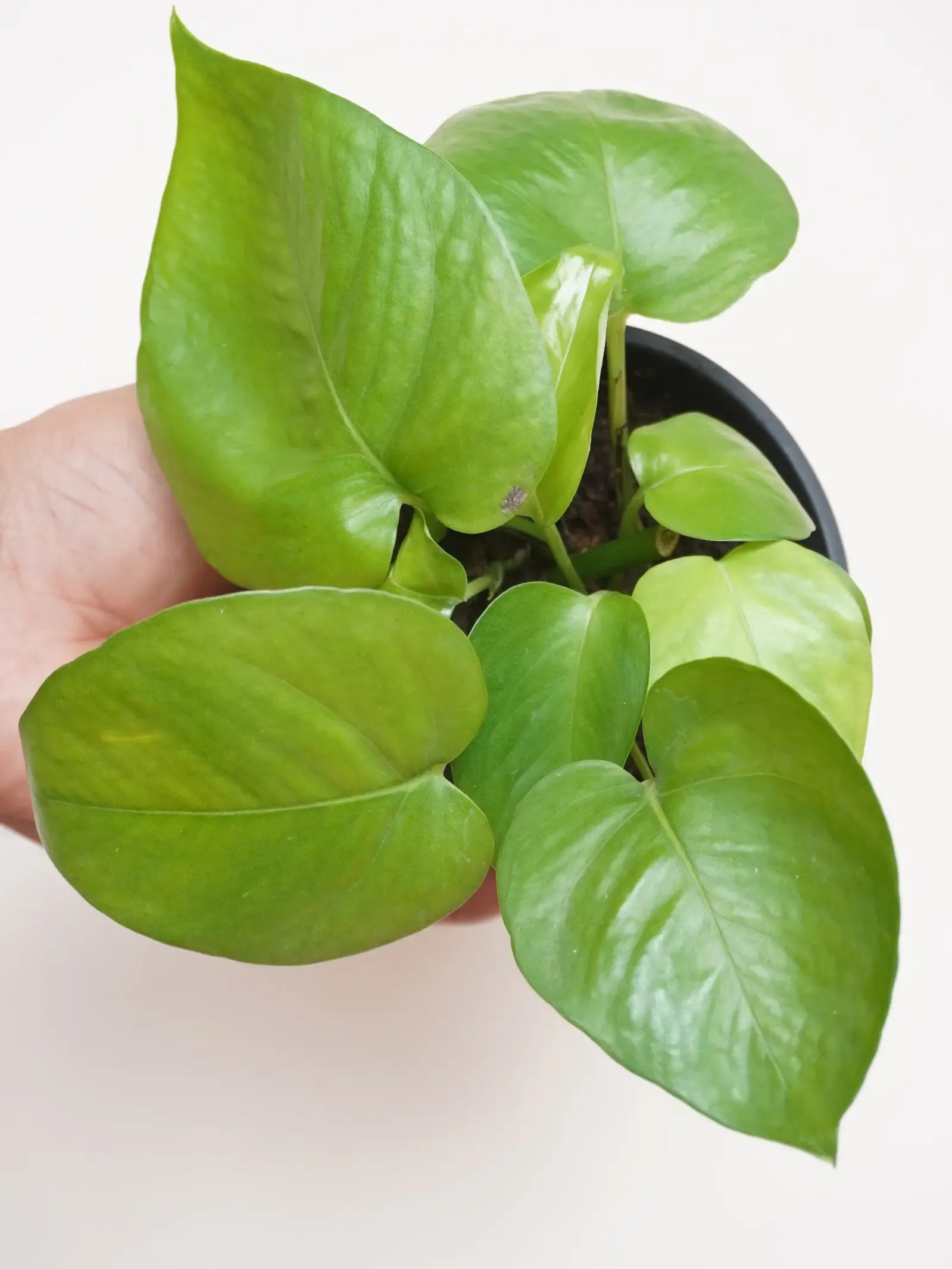 Pothos Epipemnum Aureum Jade - View 4 from www redcrocus com