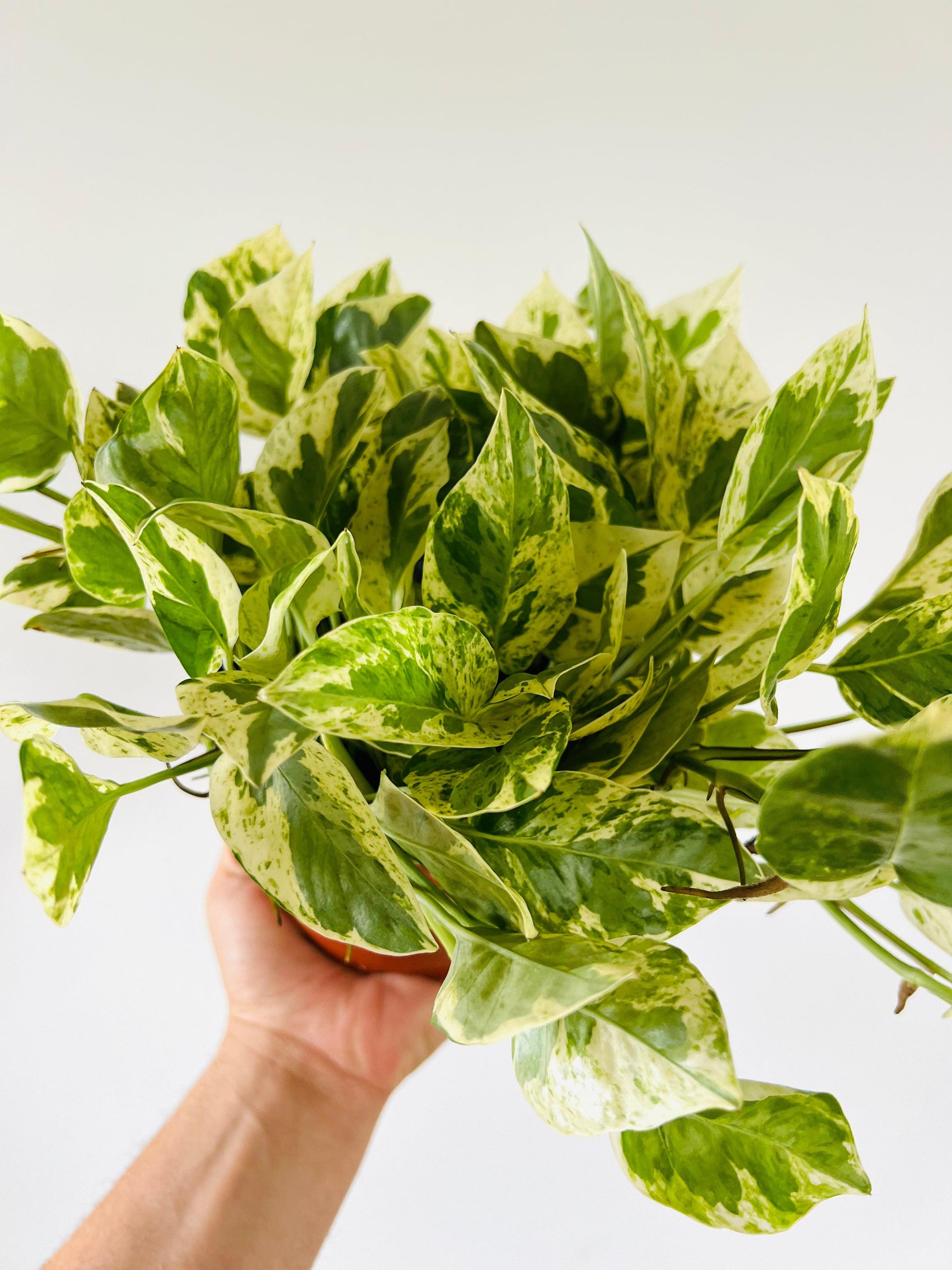 Pothos Epipemnum Aureum Jade - View 8 from www redcrocus com