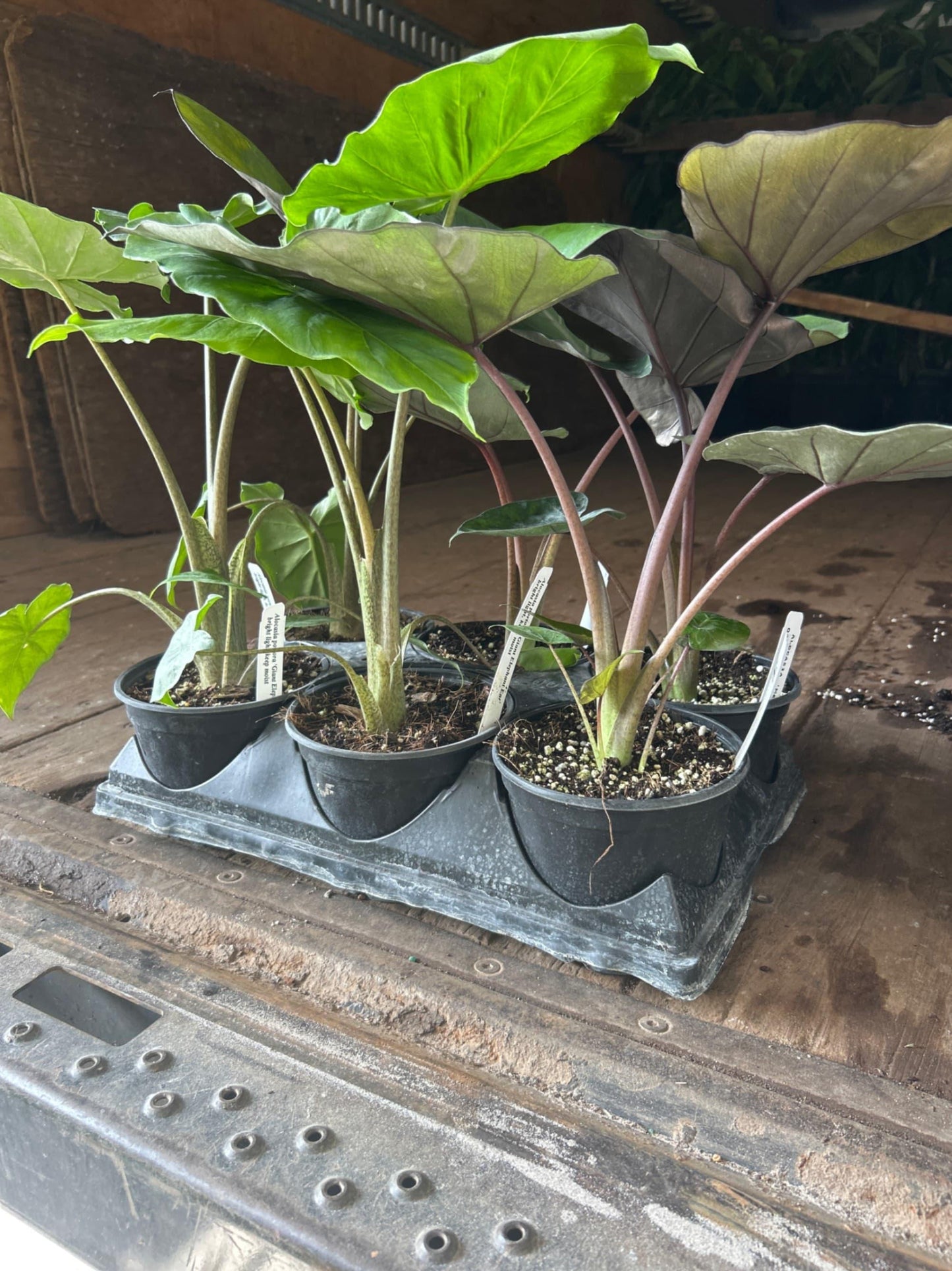 Alocasia Assorted - View 14 from www redcrocus com