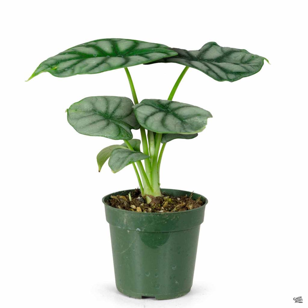 Alocasia Assorted - View 17 from www redcrocus com