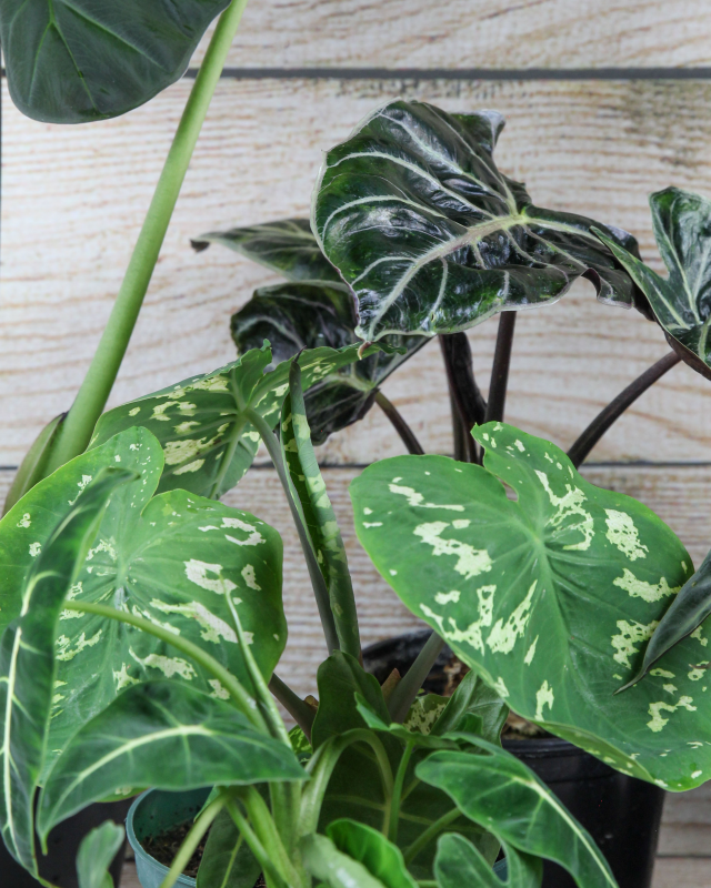 Alocasia Assorted - View 3 from www redcrocus com
