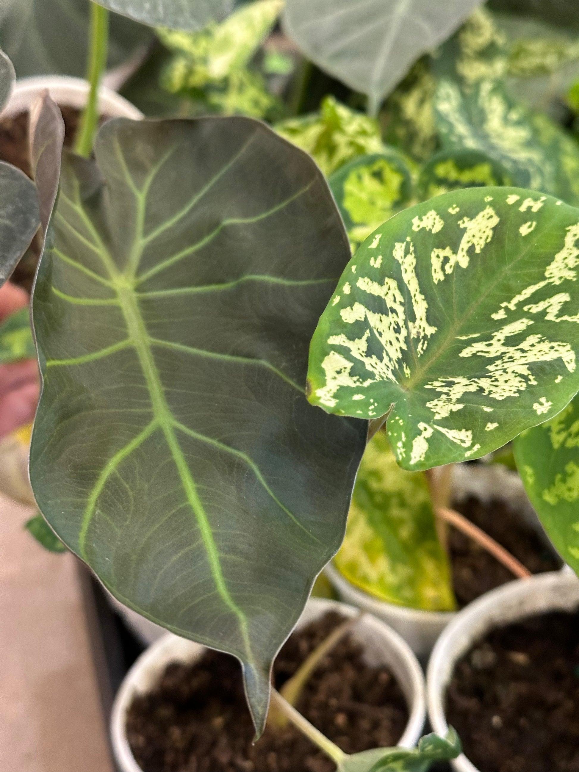 Alocasia Assorted - View 4 from www redcrocus com