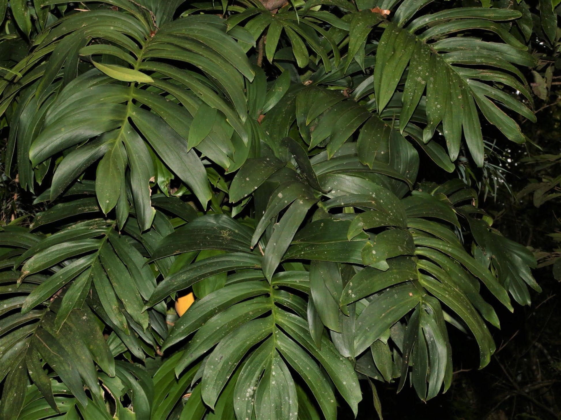 Rhaphidophora Decursiva - View 10 from www redcrocus com