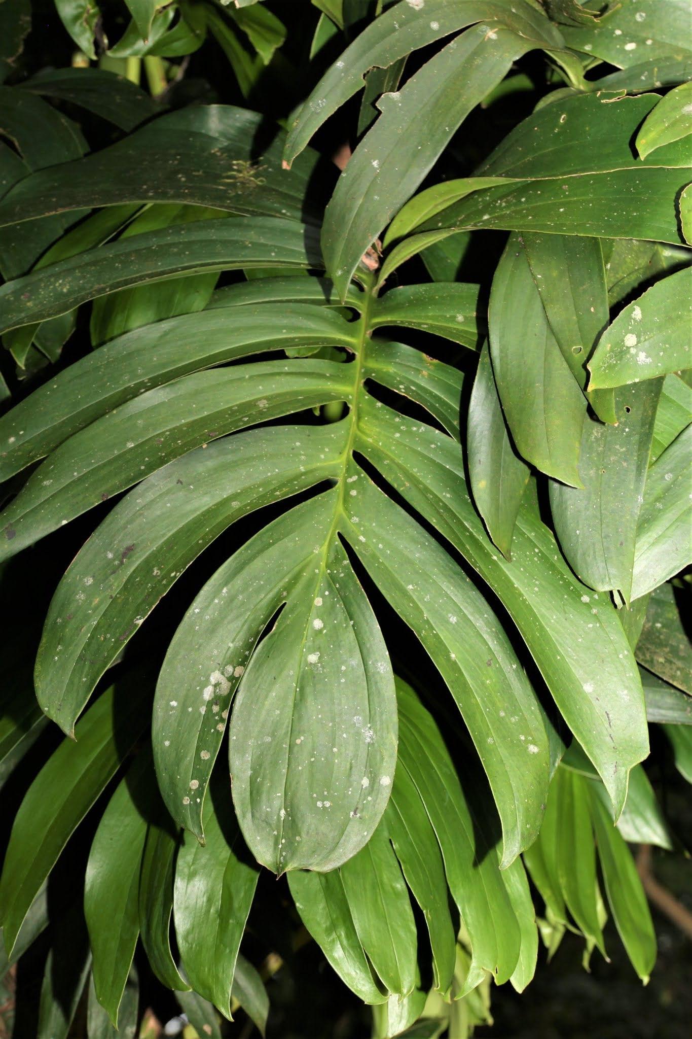 Rhaphidophora Decursiva - View 11 from www redcrocus com