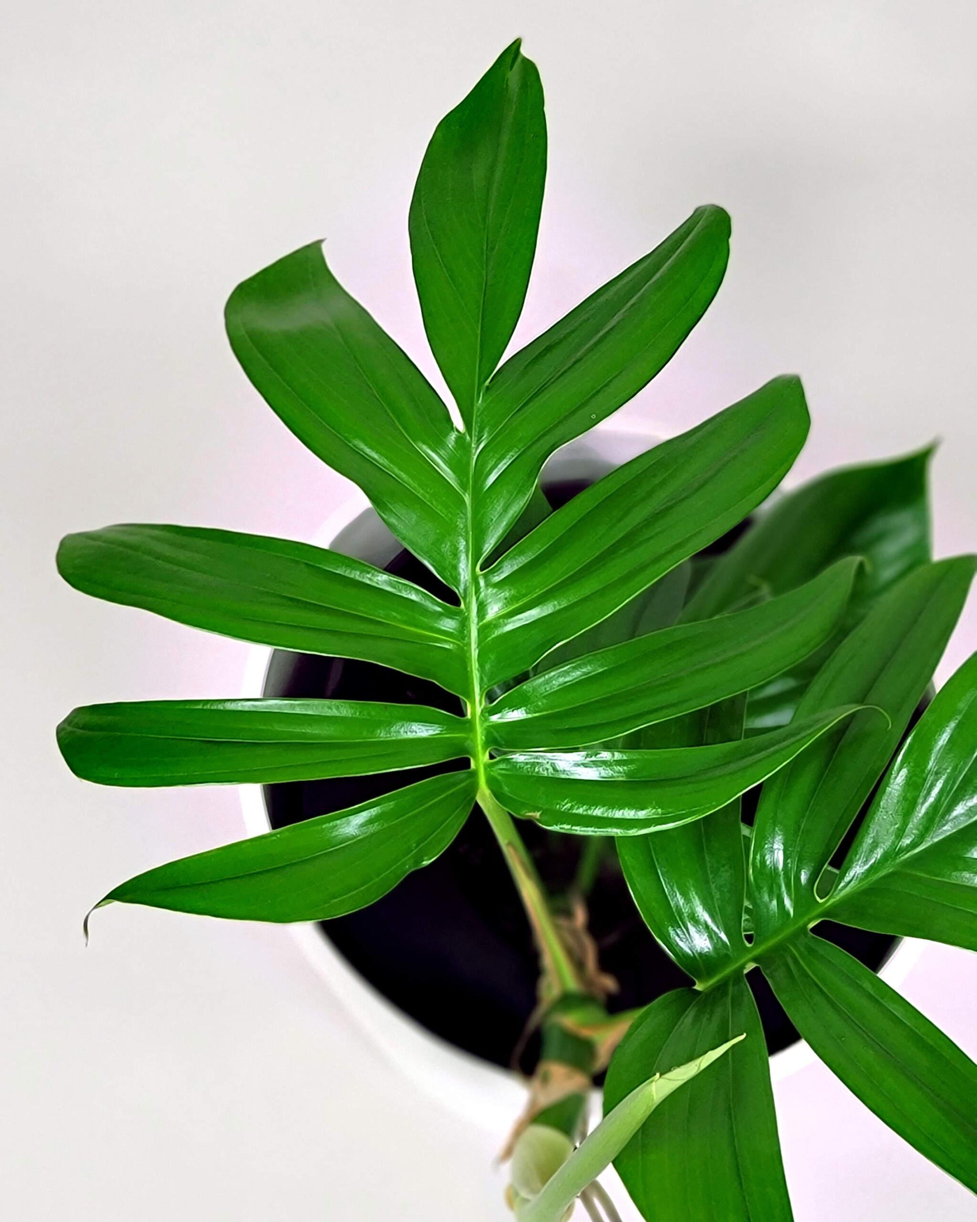 Rhaphidophora Decursiva - View 12 from www redcrocus com