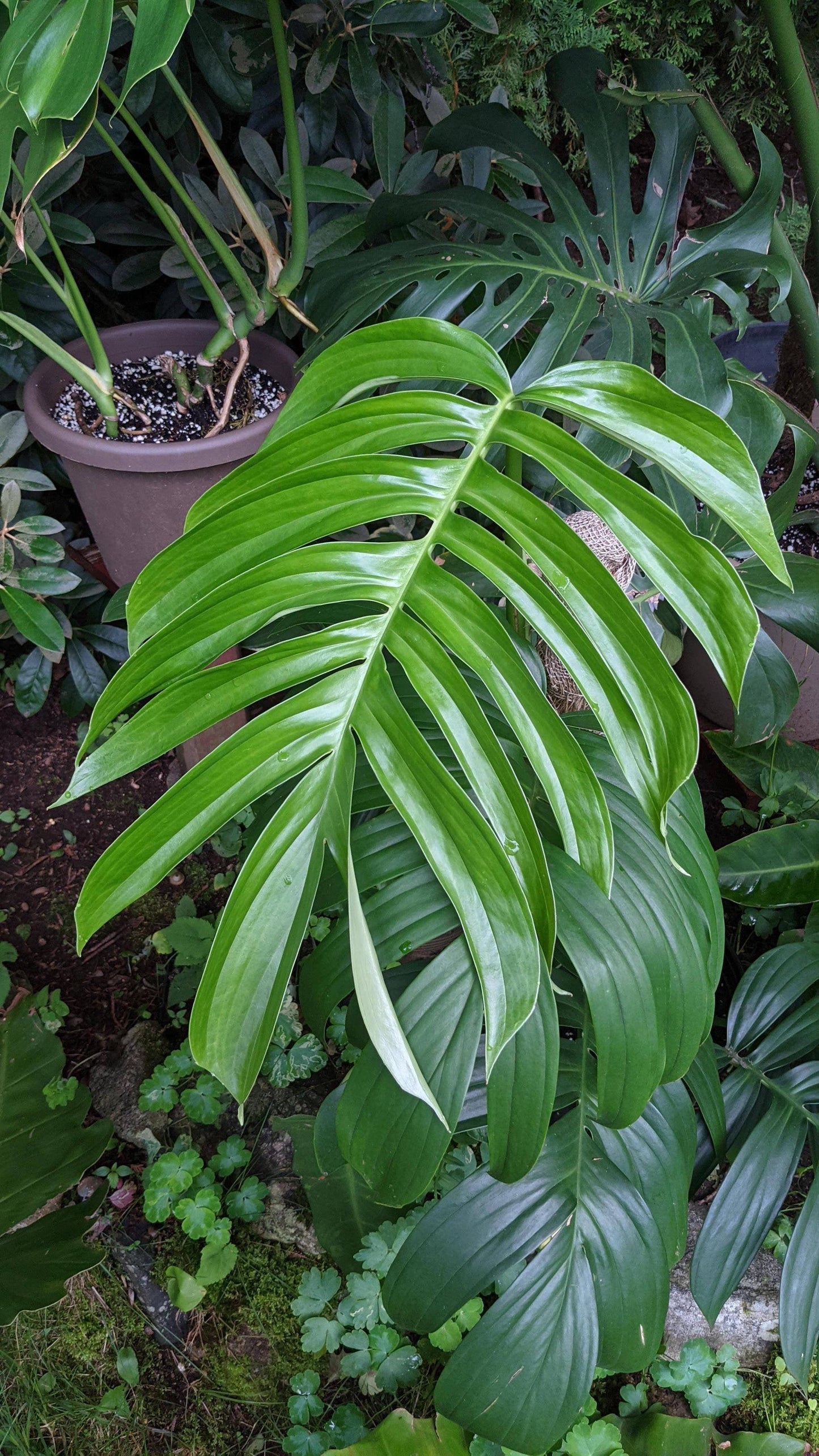 Rhaphidophora Decursiva - View 13 from www redcrocus com