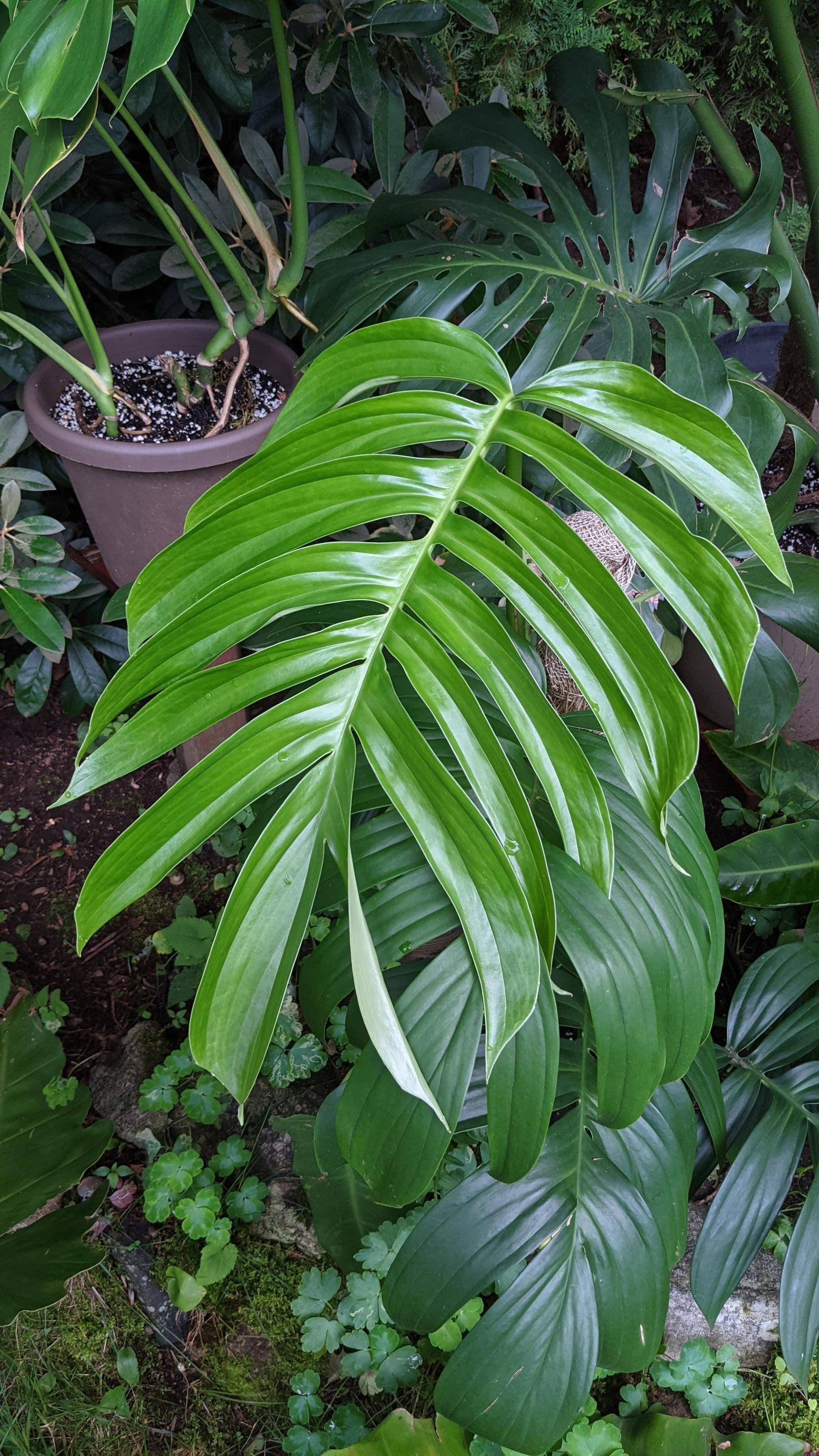 Rhaphidophora Decursiva - View 13 from www redcrocus com