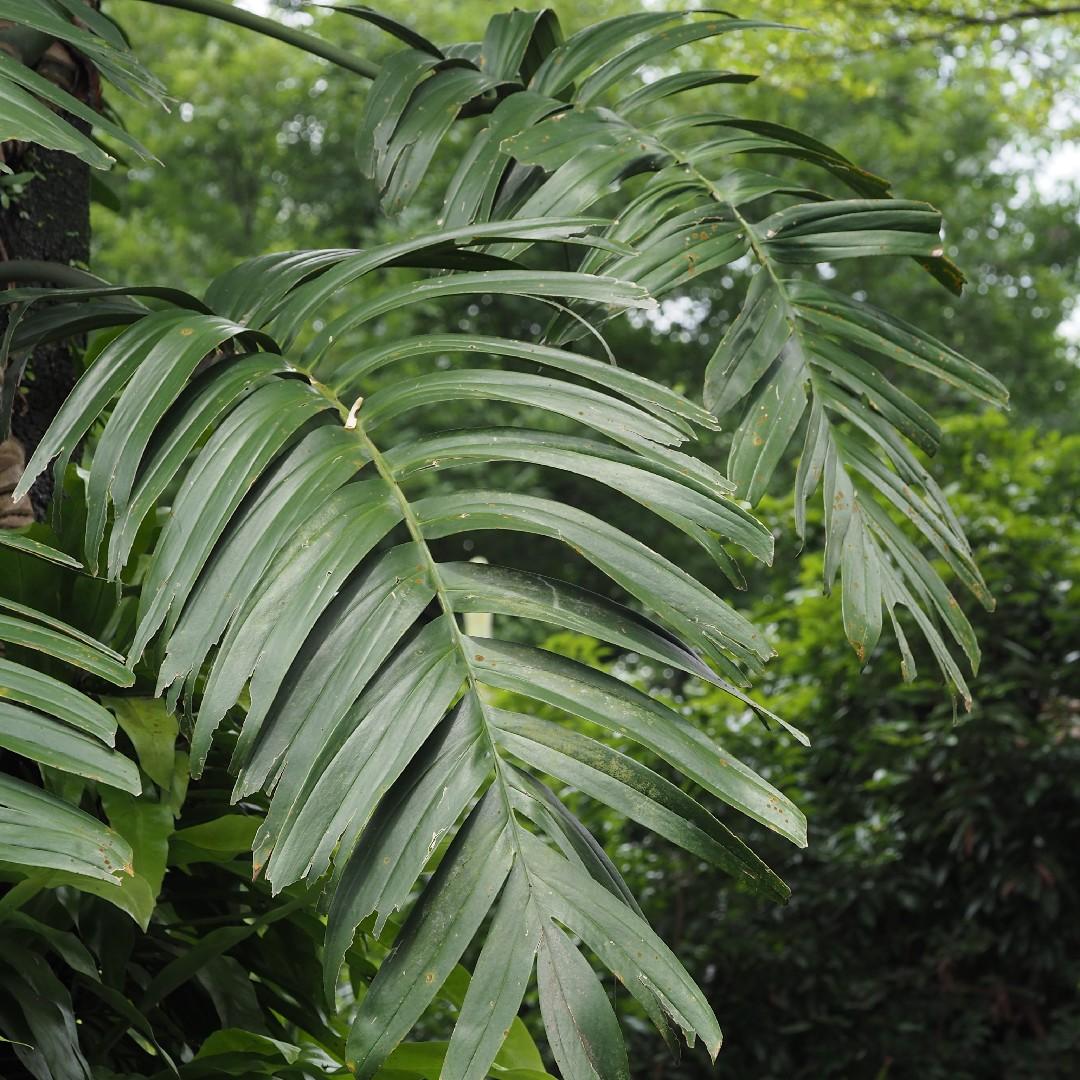 Rhaphidophora Decursiva - View 14 from www redcrocus com