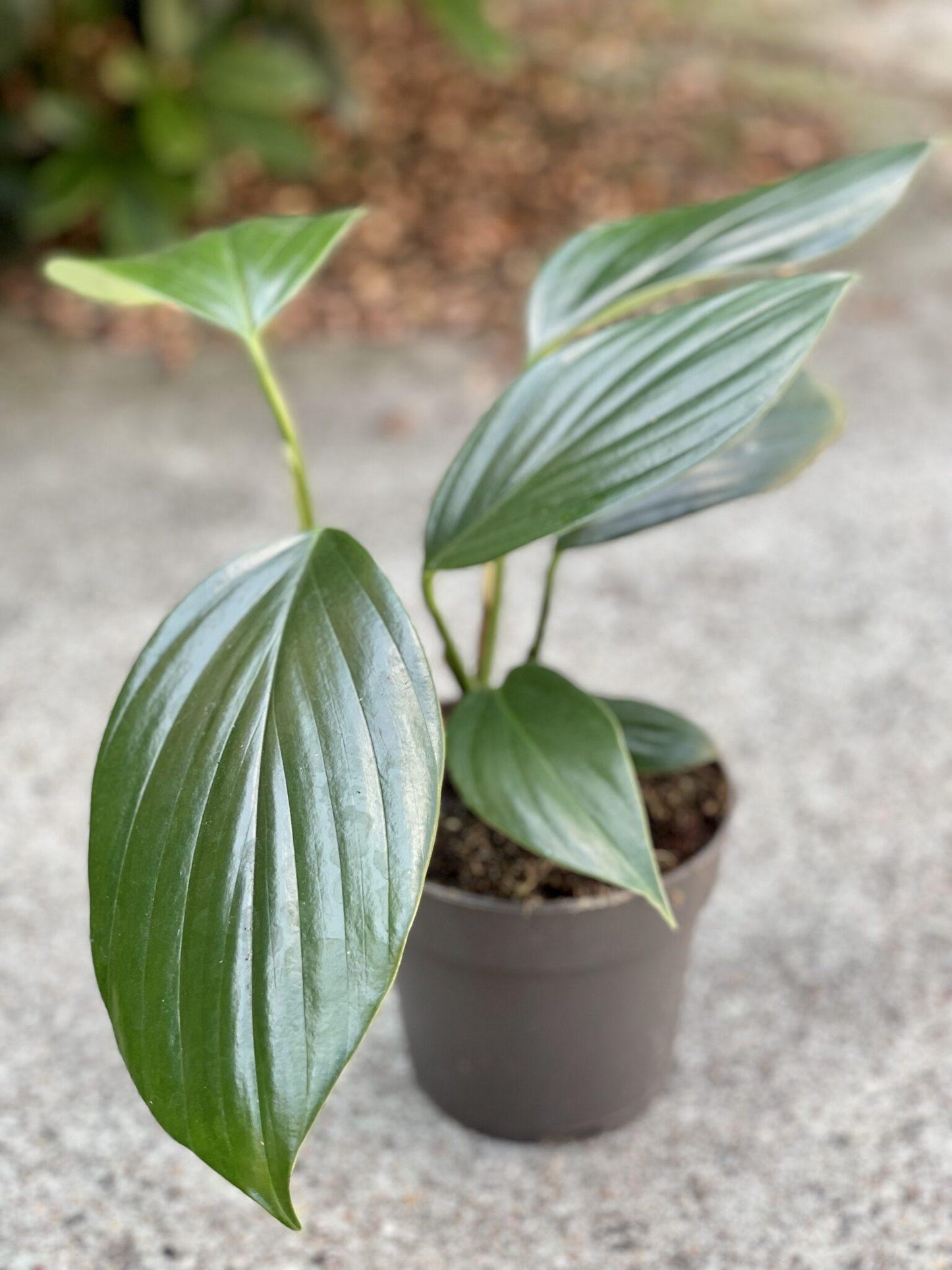 Rhaphidophora Decursiva - View 15 from www redcrocus com