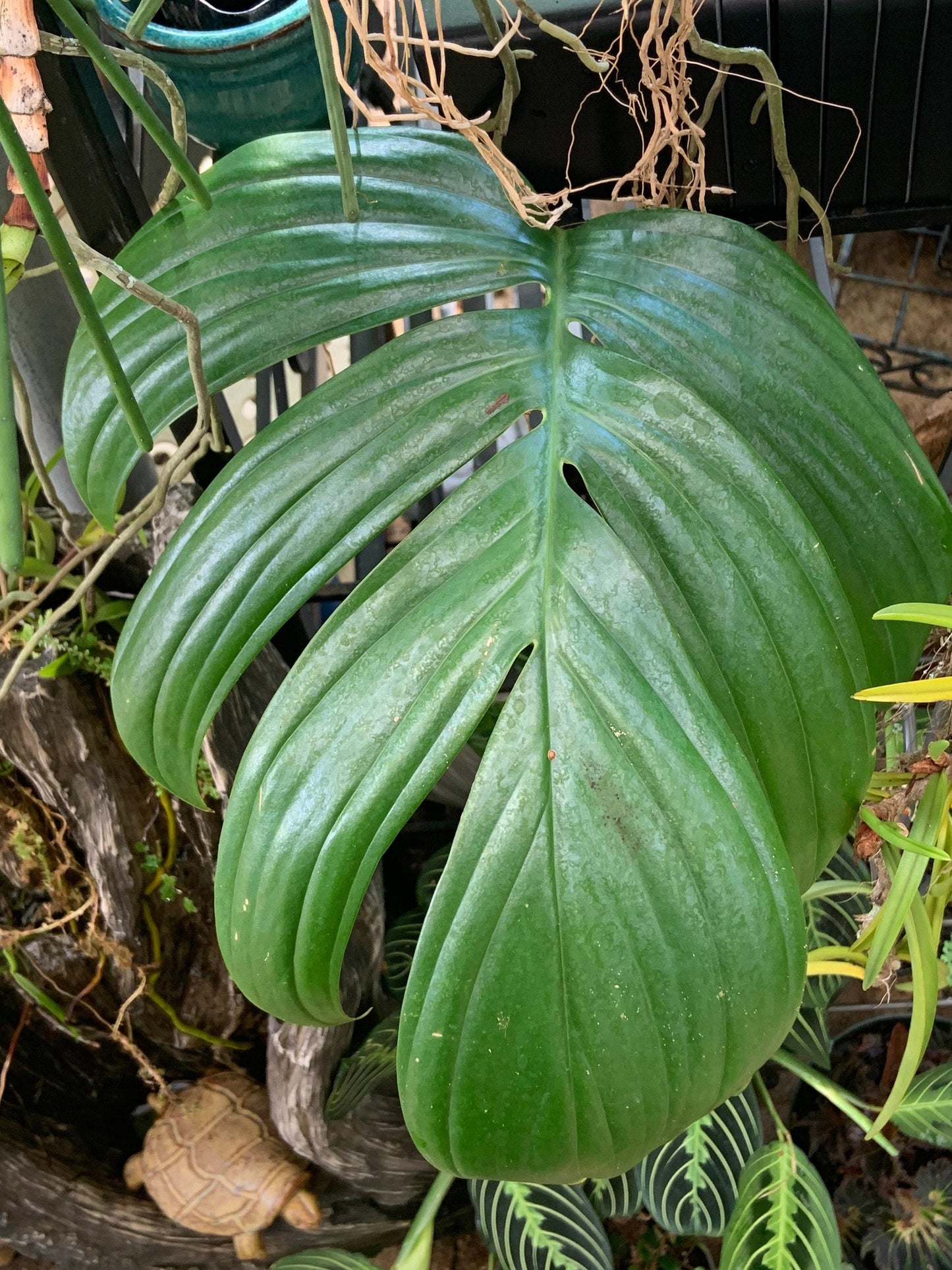 Rhaphidophora Decursiva - View 16 from www redcrocus com