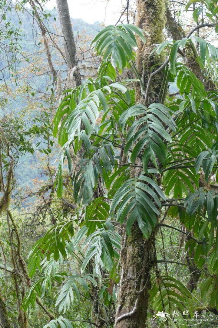 Rhaphidophora Decursiva - View 18 from www redcrocus com