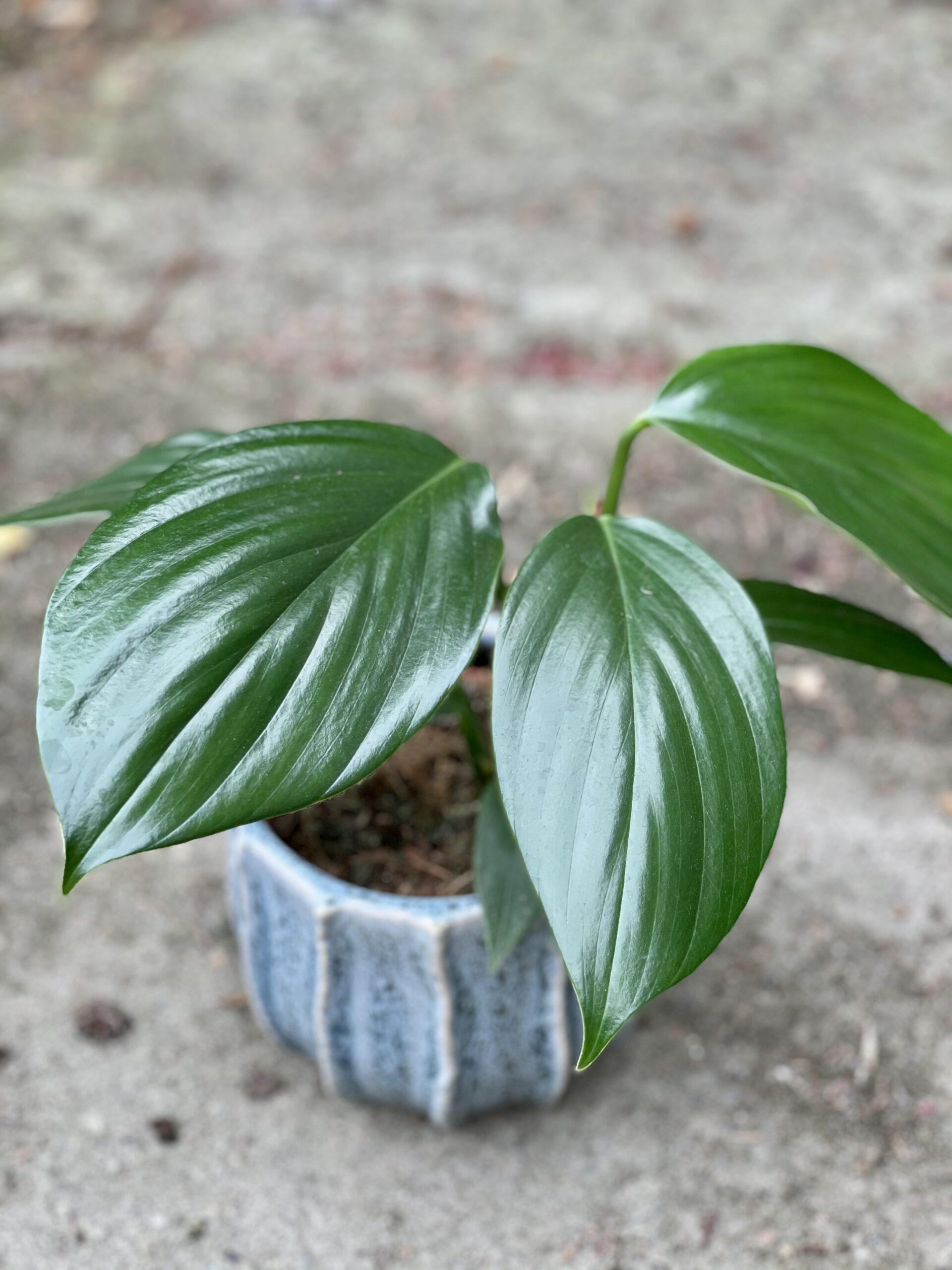 Rhaphidophora Decursiva - View 19 from www redcrocus com