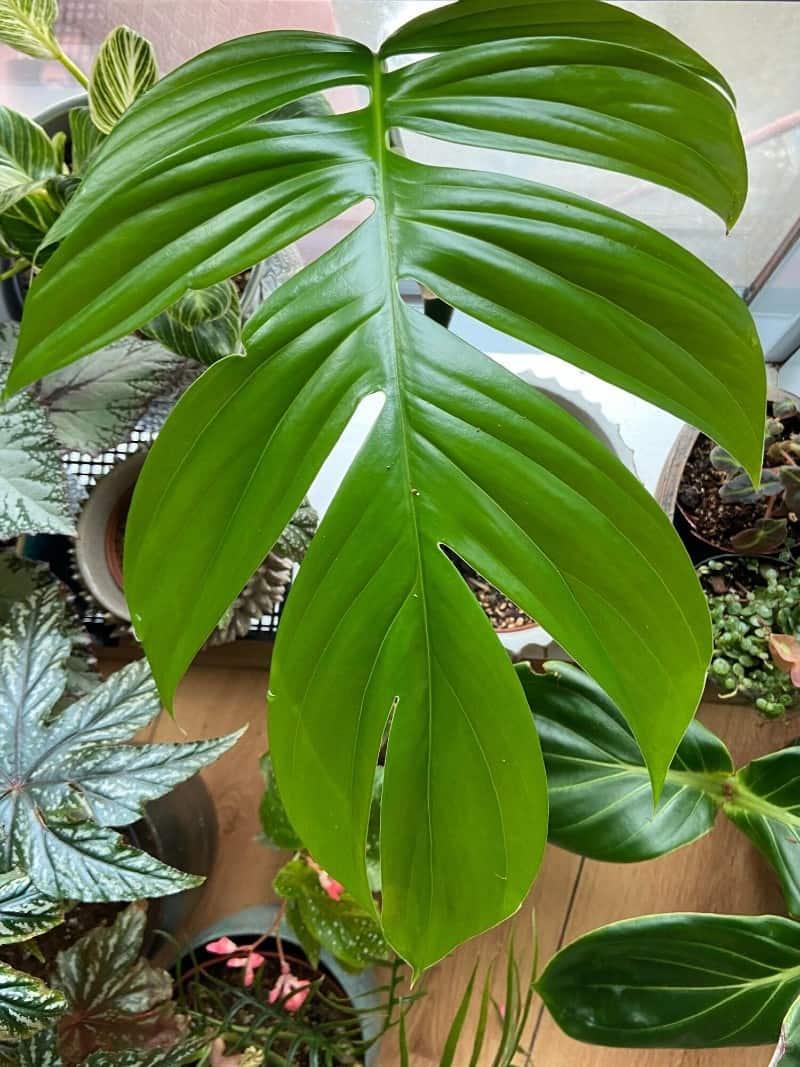 Rhaphidophora Decursiva - View 1 from www redcrocus com