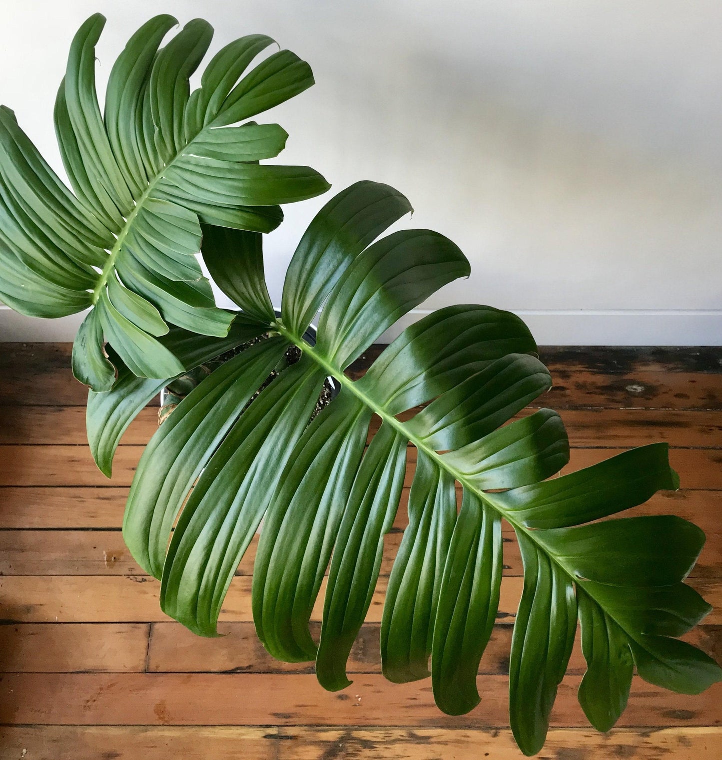 Rhaphidophora Decursiva - View 2 from www redcrocus com