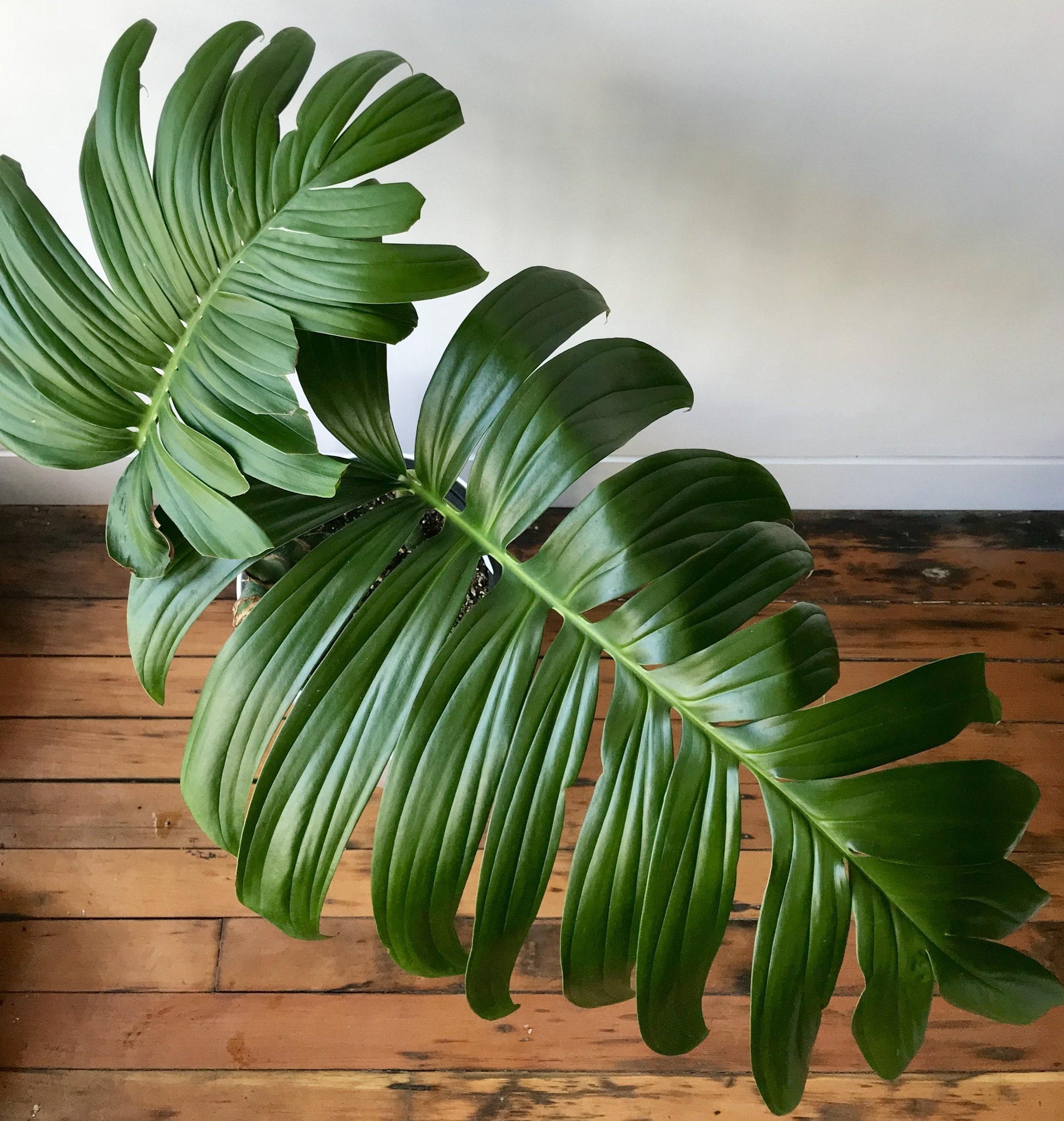 Rhaphidophora Decursiva - View 2 from www redcrocus com