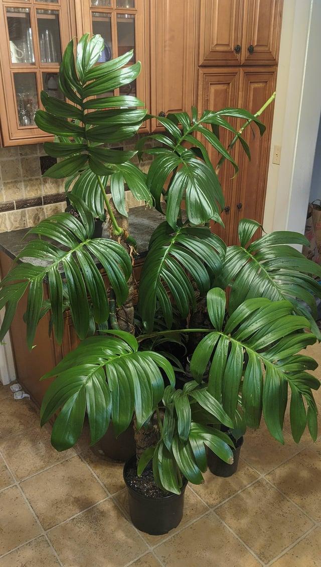 Rhaphidophora Decursiva - View 3 from www redcrocus com