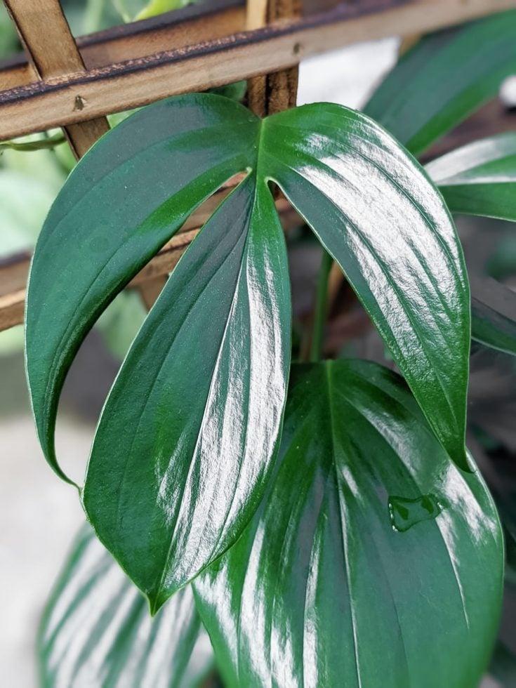 Rhaphidophora Decursiva - View 4 from www redcrocus com