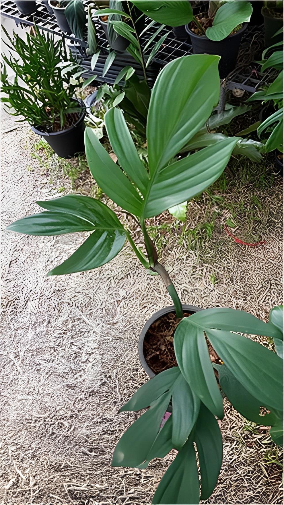 Rhaphidophora Decursiva - View 5 from www redcrocus com